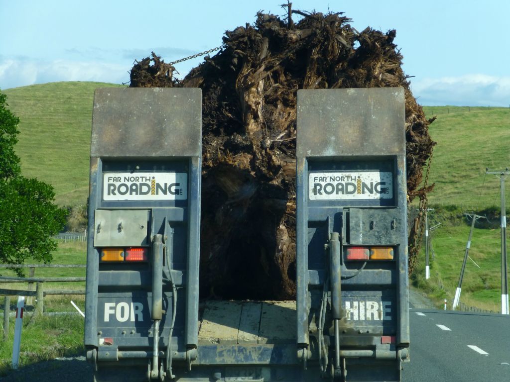 Carried by truck, another of the ancient (45,000+ year) Kauri logs recovered from buried beneath the ground.