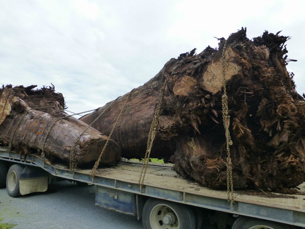 Carried by truck, another of the ancient (45,000+ year) Kauri logs recovered from buried beneath the ground.