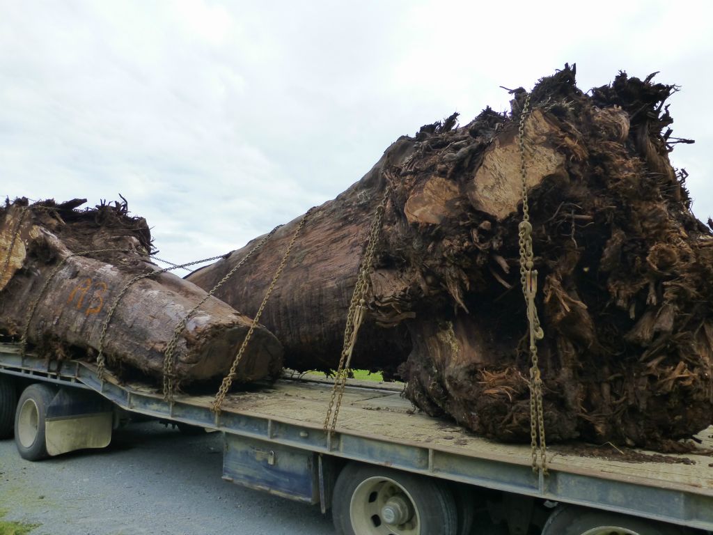 Carried by truck, another of the ancient (45,000+ year) Kauri logs recovered from buried beneath the ground.