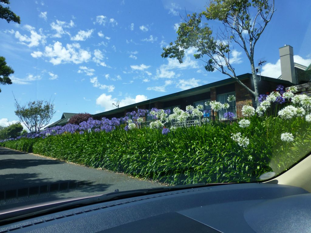 Just one of many rows of agapanthus.