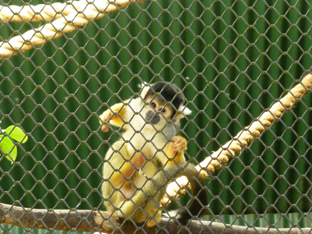 Brooklands Zoo.