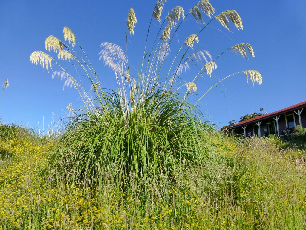 A lone toitoi.